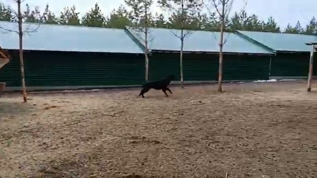 Альпака жжет! гоняет коз! проходу не дает! смотреть онлайн