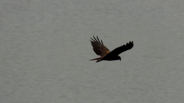 Moták pochop, Western Marsh Harrier, Rohrweihe, Bruine kiekendief, Болотный лунь, Błotniak stawowy смотреть онлайн