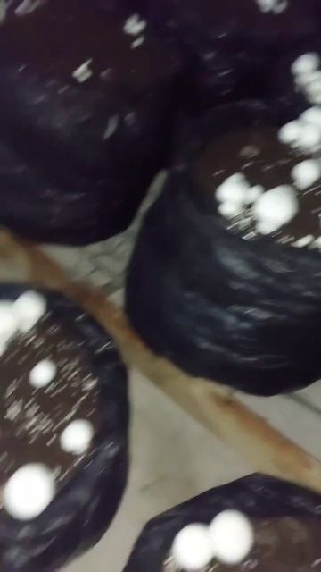 Грибы шампиньоны | Мои опыты #участок #дача #огород #shortsvideo #шампиньоны #грибы #сад  #short