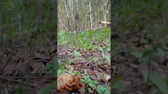 Поход с фэтбайком в весенний лес за грибами, за гигантскими строчками. Видео 5 (короткое) смотреть онлайн