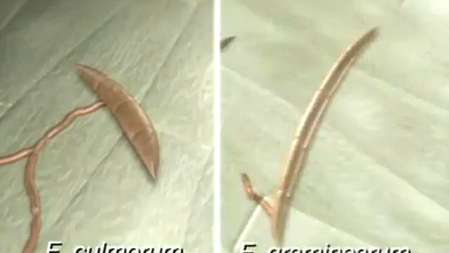 Fusariosis del trigo смотреть онлайн