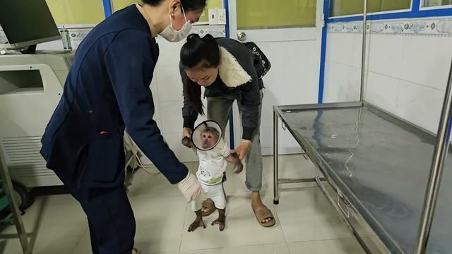 OMG😱 Monkey Su sad worried because Kuku injured leg had go doctor смотреть онлайн