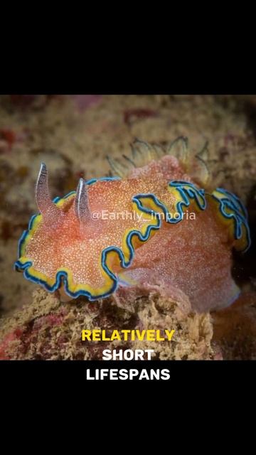 Glossodoris cincta Colorful sea slug смотреть онлайн