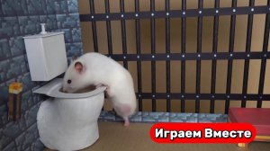 Хомяк выбирается из СЕКРЕТНОЙ ТЮРЬМЫ С ЛОВШКАМИ ! Видео для детей