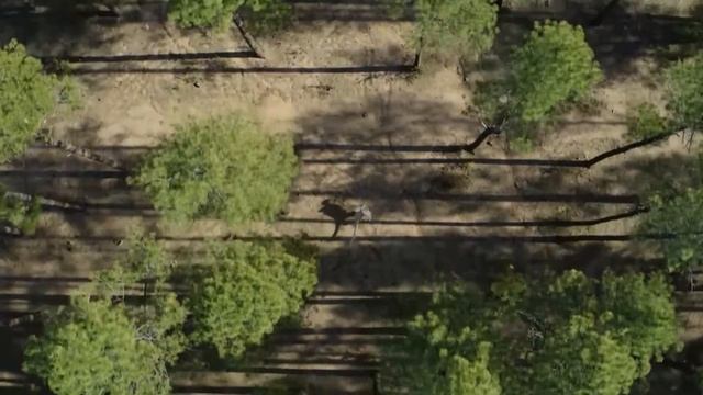 Sinraptor Hunts Anchiornis | Life On Our Planet Chapter 6 смотреть онлайн