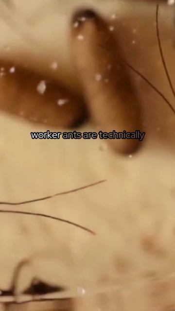 The Asexual Reproduction of Worker Ants - Exploring the Unusual Dynamics of Ant Colonies #shorts смотреть онлайн
