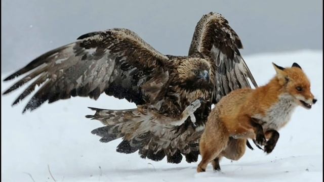 Бургутлар хакида кизикарли фактлар!!! BURGUTLAR Haqida Qiziqarli Faktlar!!!