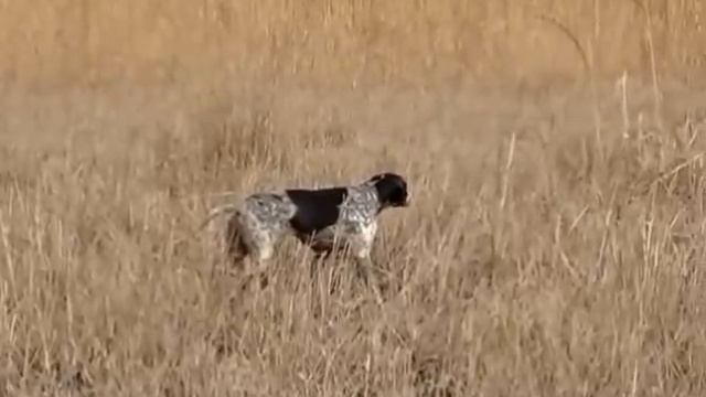 ნადირობა ჩიბუხელაზე - ნამია. Hunting Jack Snipe with - Namia (პოინტერი) смотреть онлайн