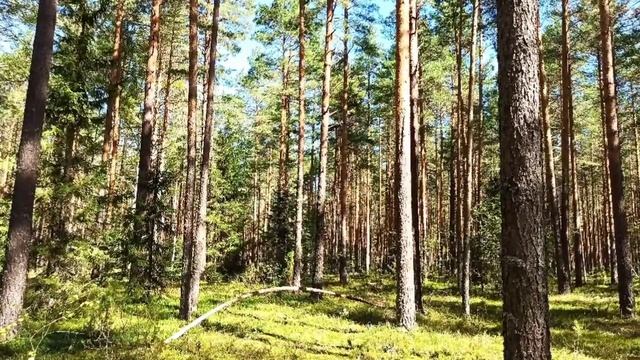Вдали от городской суеты.