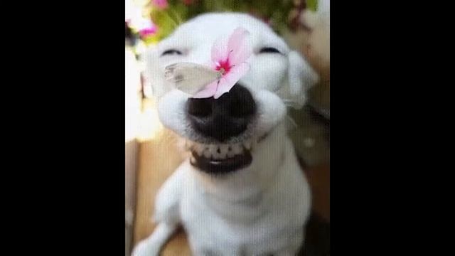 забавные животные 2020 смотреть онлайн