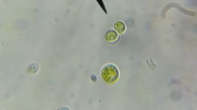 Mitosis En Microalgas (alga Microscópica) - Segunda Parte