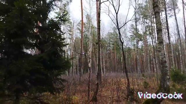 Нашла ЧАГУ!#жизньвбеловежскойпуще#пучковалюдмила#грибнойсезон смотреть онлайн