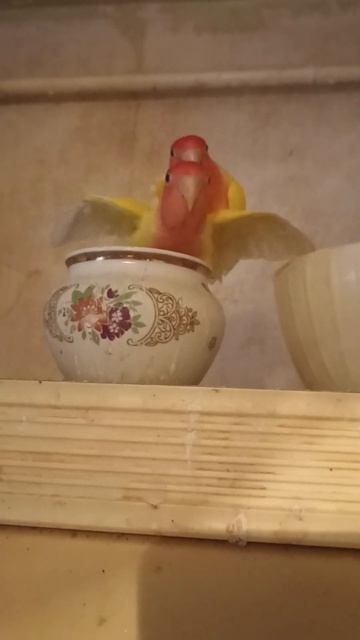 #Неразлучникиразмножаются 🦜❤🦜#домашниеживотные #lovebirds #попугай #птицы #неразлучники #love смотреть онлайн