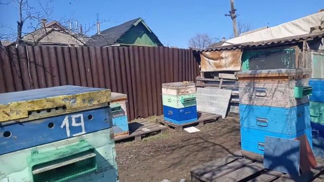 Осмотр пчел 23.03.2022 смотреть онлайн