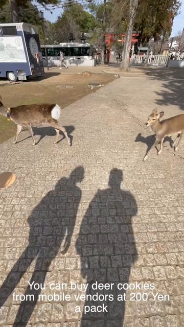 Feeding Deers in Nara! смотреть онлайн