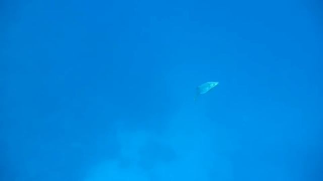 Snorkeling Vilamendhoo/Maldives