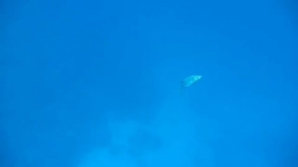 Snorkeling Vilamendhoo/Maldives