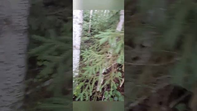 в лес за грибами , да и просто прогуляться