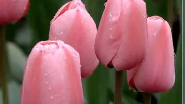 Поздравление с 8 Марта, для женщин! смотреть онлайн