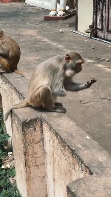 beautiful @nimals / beautiful and funny monkey смотреть онлайн