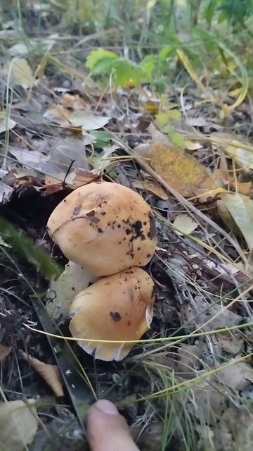 Паутиник или рядовка? смотреть онлайн