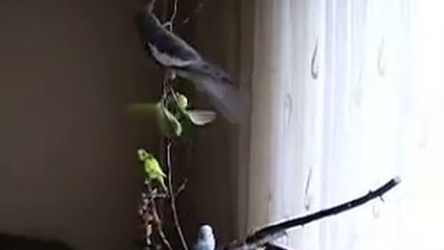 Корелла на прогулке смотреть онлайн