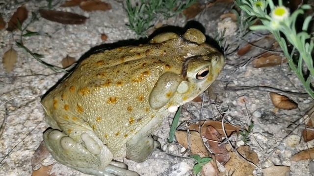 (#144) An Evening in Sonora with Desert Toads, Parasitic Orchids, and Pink-Throat Morning Glory смотреть онлайн