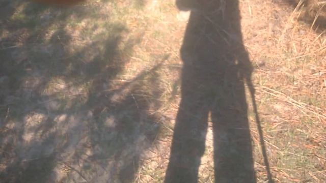 грибы круто собрали два ведра смотреть онлайн