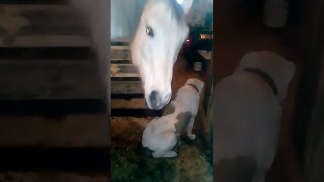 Массаж от коня смотреть онлайн