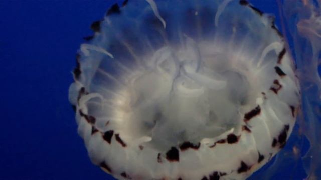 MAH00370 Purple-Striped Jelly, Chrysaora Colorata, Monterey Bay Aquarium, Monterey, California, USA смотреть онлайн