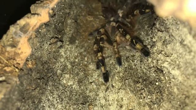 Poecilotheria Subfusca Lowland. A rare sighting. смотреть онлайн