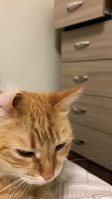 Cat big ears purring смотреть онлайн