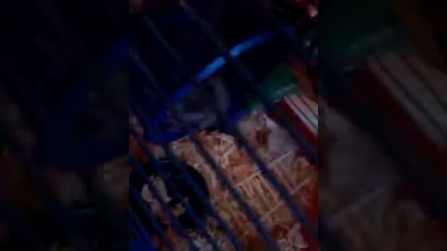 Прогулка хомяка смотреть онлайн