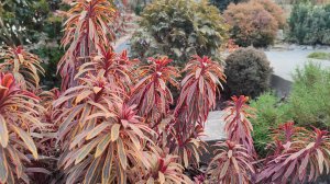 Миндалевидный молочай Мартина Аскот Рейнбоу, агротехника и размножение, г. Пятигорск, зона 6б-7а.