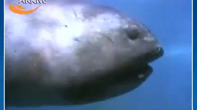 Megamouth Shark смотреть онлайн