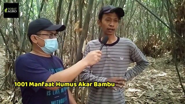 Humus Akar Bambu! Media Tanam Terbaik Untuk Booster Pertumbuhan & Pembuahan Tanaman #PGPR #tricoder
