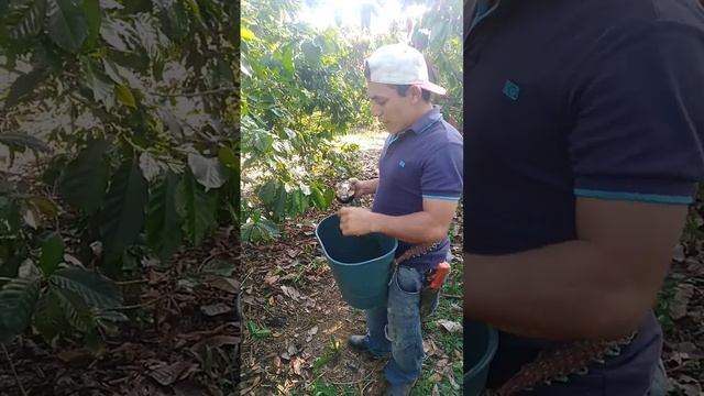 CÓMO CONTROLAR LA BROCA CON "SECRETO" смотреть онлайн