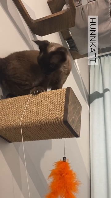 Во что впиваются сейчас когти вашей кошки? смотреть онлайн