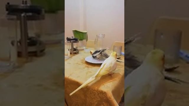 Корелла Пикси купается / Pixie the cockatiel bathing смотреть онлайн