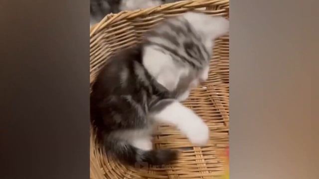 Самые смешные животные Приколы с котами и собаками 2022 LA @37 Full HD смотреть онлайн