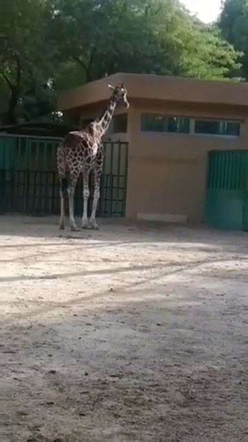 Giraffe in Kuwait zoo смотреть онлайн