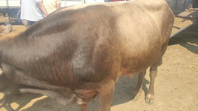 Мол бозори шаҳри Бохтар бозори хочи Шариф