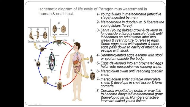 Lung flukes смотреть онлайн
