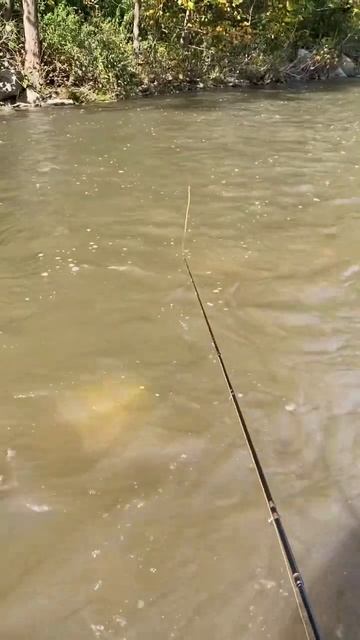 Huge Lake Erie Brown Trout - #fishing #flyfishing #shorts смотреть онлайн