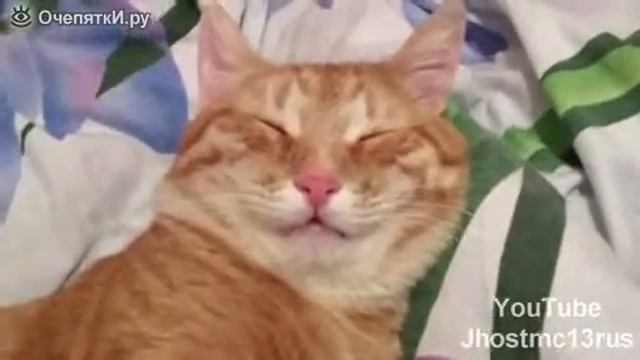 Ооо вотето кот смотреть онлайн