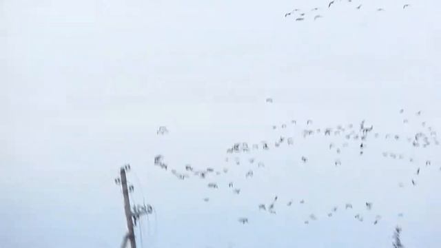 Аномалия с дикими гусями смотреть онлайн