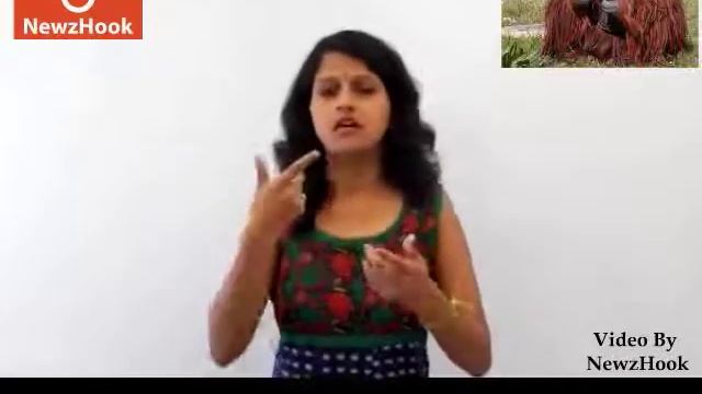 Chantek, the orangutan who used sign langauge is dead-Indian Sign Language News by NewzHook.com смотреть онлайн