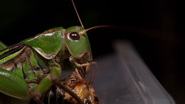 이 여치는 자신의 동족을 잡아먹습니다. смотреть онлайн
