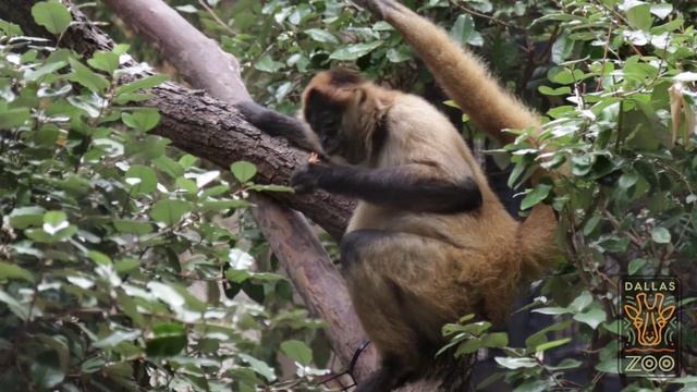 Dallas Zoo Celebrates Oldest Living Spider Monkey's 50th Birthday смотреть онлайн