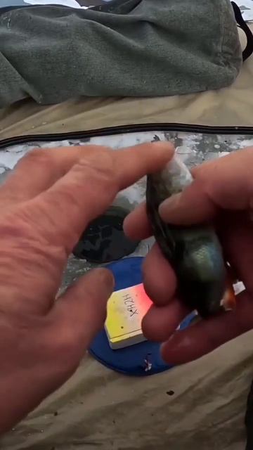 Питерские Рыбаки 🐠 Ловим🐠 Окуней отпускаем#окуньнамормышку #зимняяловлярыбы #рыбалкаскомфортом # смотреть онлайн